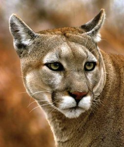 cougar