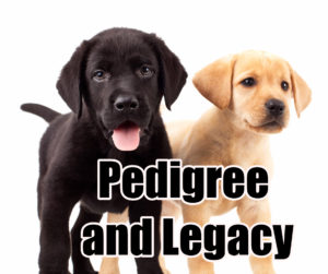 pedigree-and-legacy