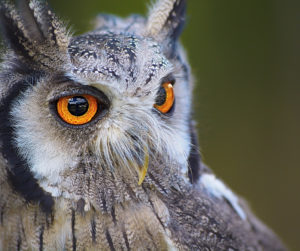 owl